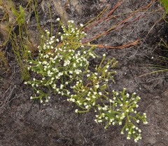 Lachnaea ericoides