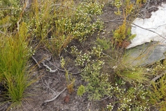 Lachnaea ericoides