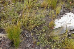 Lachnaea ericoides