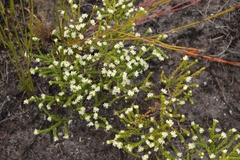 Lachnaea ericoides