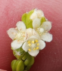 Lachnaea ericoides