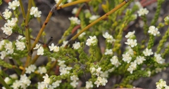 Lachnaea ericoides