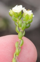 Lachnaea ericoides
