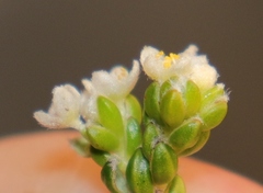 Lachnaea ericoides