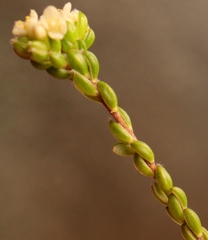 Lachnaea ericoides