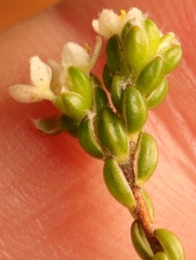 Lachnaea ericoides