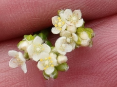 Lachnaea ericoides