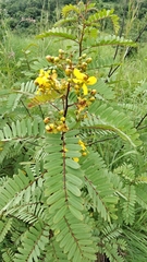 Senna montana