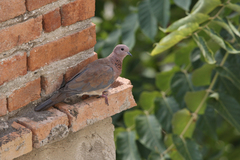 Streptopelia senegalensis