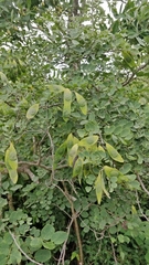American evergreen (Amerimnon)