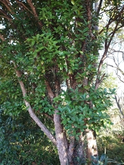 Eugenia brasiliensis