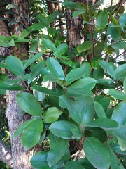 Eugenia brasiliensis