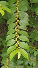 Ziziphus oenopolia