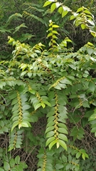 Ziziphus oenopolia