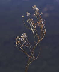 Odontarrhena tortuosa