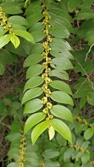 Ziziphus oenopolia