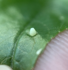 Euptoieta claudia