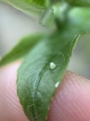 Euptoieta claudia