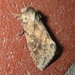 Black-tailed Diver Moth - Photo (c) Joe Bartok, some rights reserved (CC BY-NC), uploaded by Joe Bartok