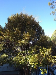 Eugenia brasiliensis