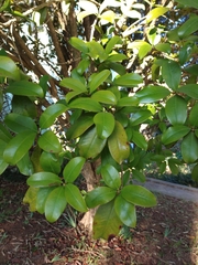 Eugenia brasiliensis