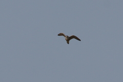 Falco peregrinus