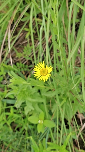 Pulicaria wightiana (Pulicaria wightiana)