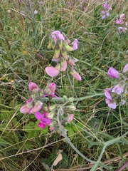Lathyrus latifolius