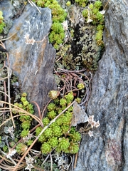 Sedum alpestre