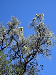 Hakea lorea