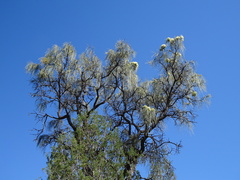 Hakea lorea