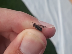 Chrysops univittatus