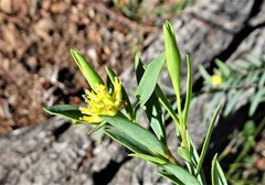 Pimelea neoanglica