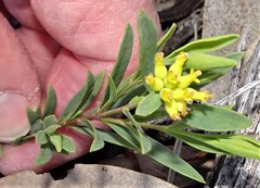 Pimelea neoanglica