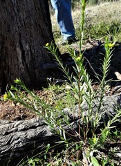 Pimelea neoanglica