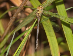 Gynacantha saltatrix