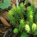 Toothed Clubmoss - Photo (c) V.S. Volkotrub, some rights reserved (CC BY-NC), uploaded by V.S. Volkotrub