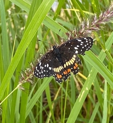 Chlosyne endeis pardelina