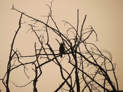 Psilopogon zeylanicus