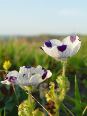 Nemophila maculata