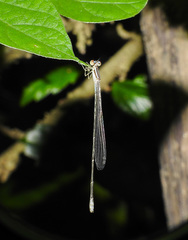 Aciagrion