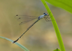 Lestes dorothea