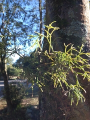 Rhipsalis teres