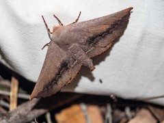 Monoctenia smerintharia