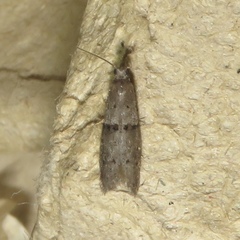 Wockia asperipunctella