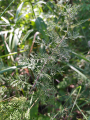Artemisia macrantha