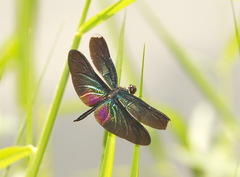 Rhyothemis plutonia