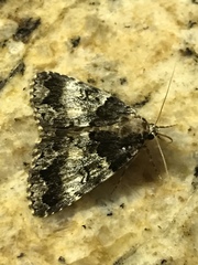 Allotria elonympha