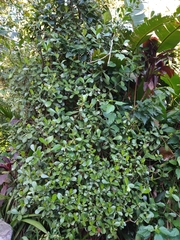 Clusia fluminensis
