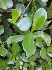Clusia fluminensis